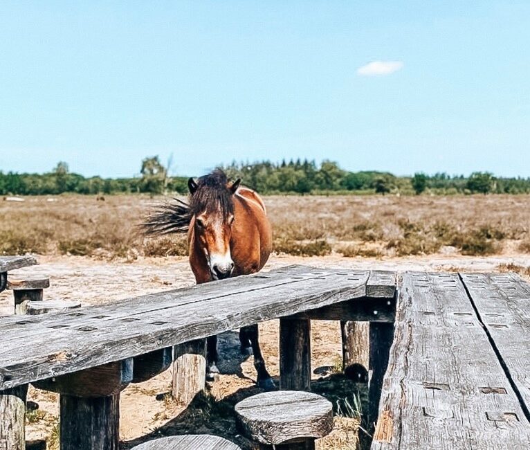 Picknick Schaijkse Heide Maashorst