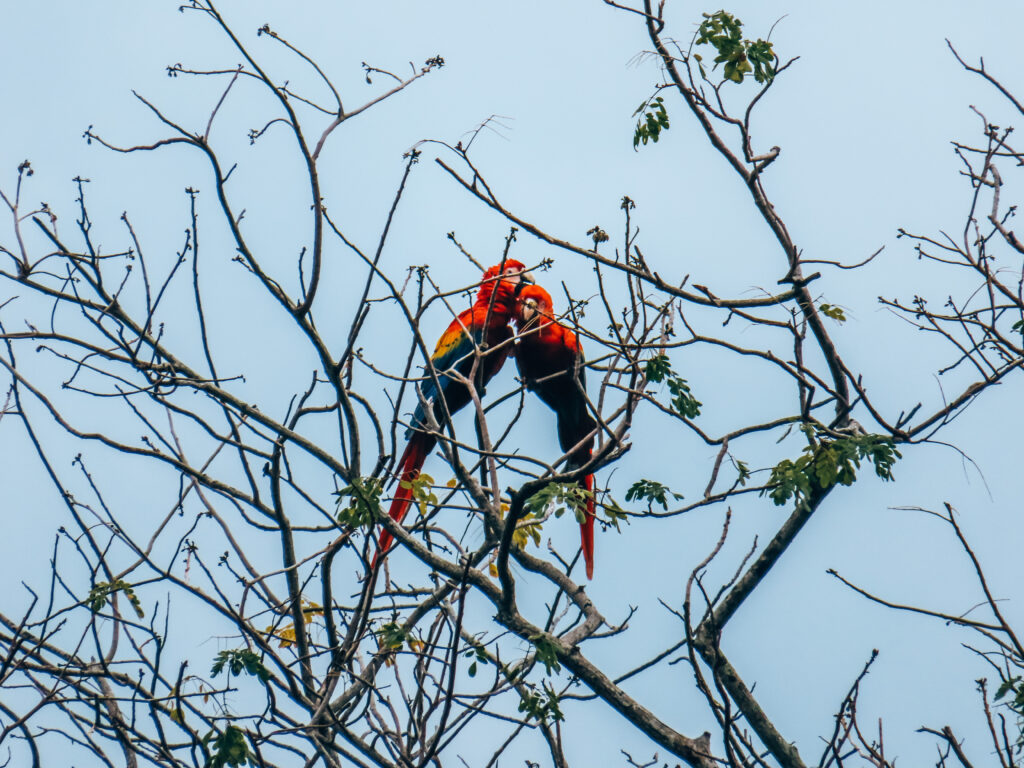 Carara national park papegaaien