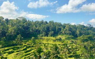 Gastblog Bali rijstvelden