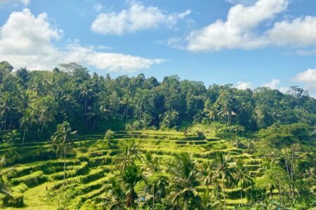 Gastblog Bali rijstvelden