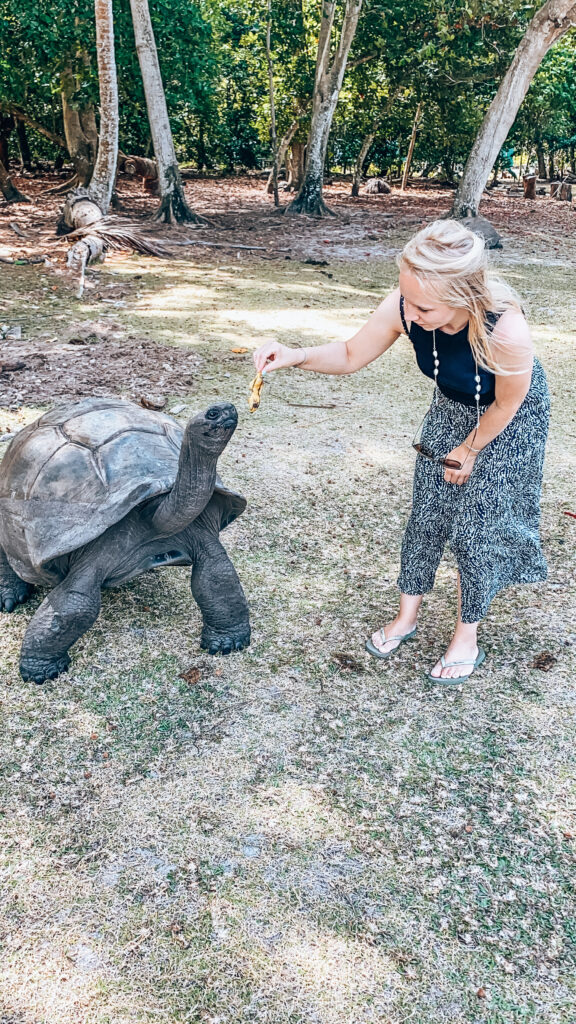 Curieuse Island reuze schildpad Seychellen