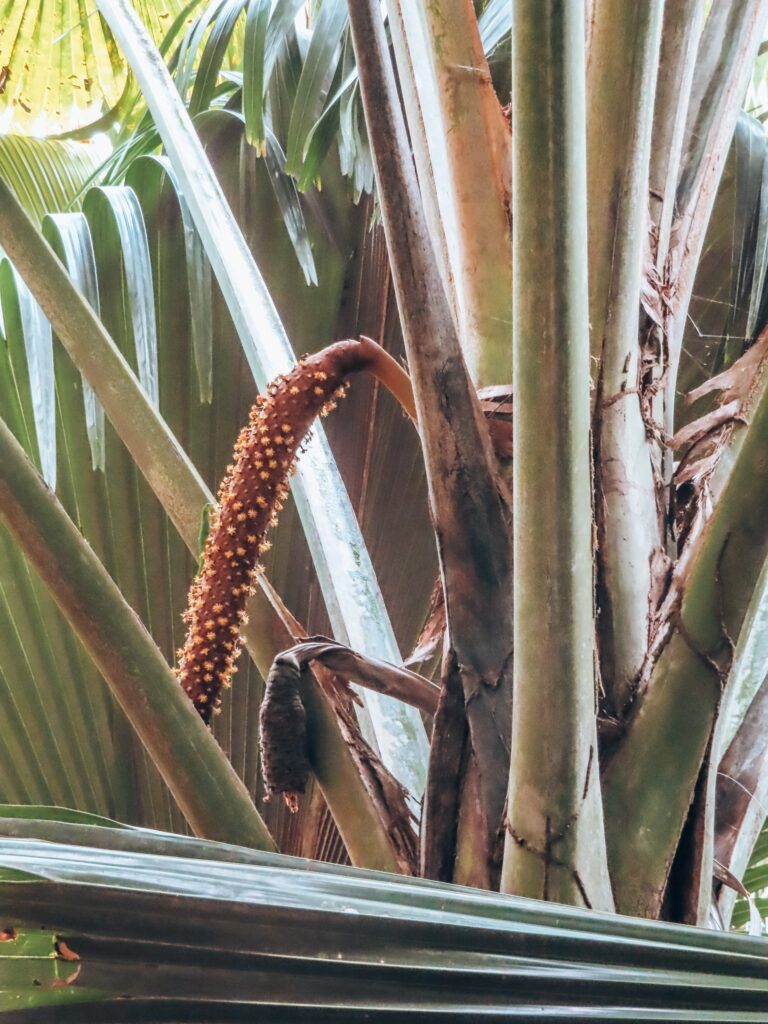 Vallei de Mai kokosnoot park piemel