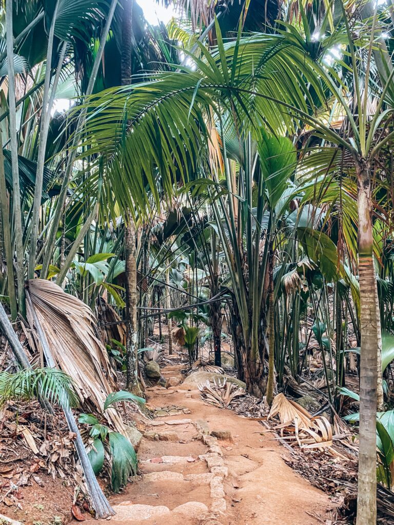 Vallei de Mai - national park Seychellen Praslin